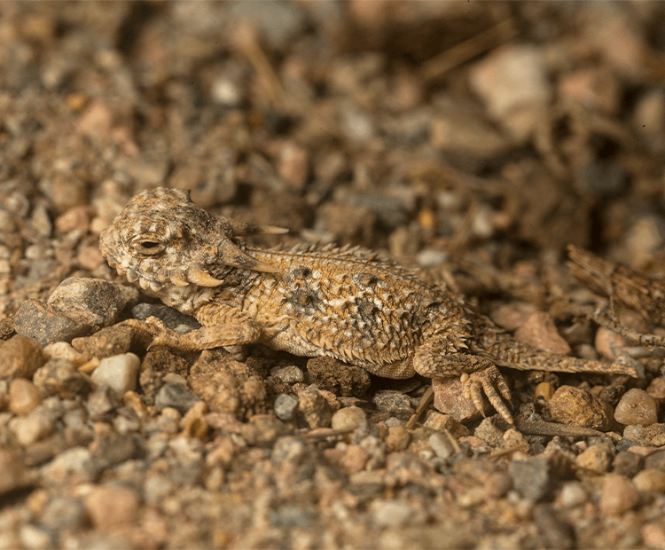 Lizard camoflauging in the sand. 