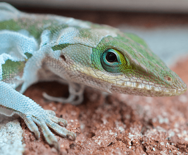 A lizard shedding.