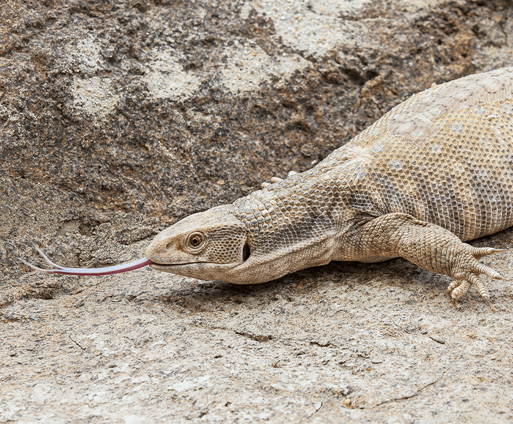 A lizard sticking its tounge out