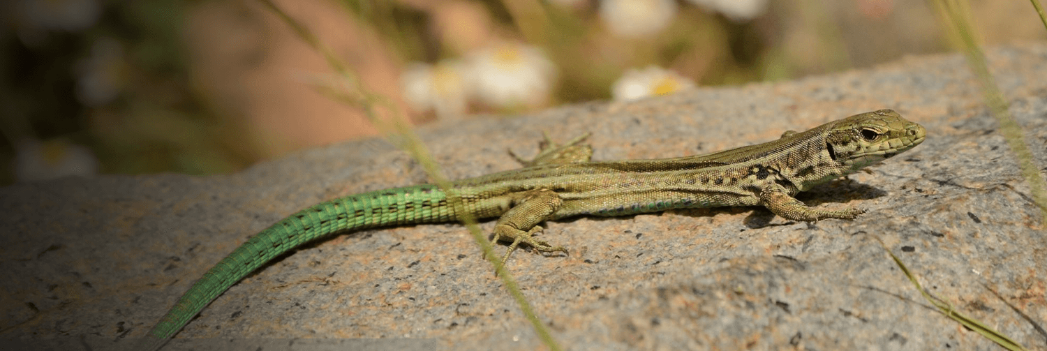 A lizard standing on a rock. 