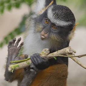 Monkey holding a branch with its feet. 