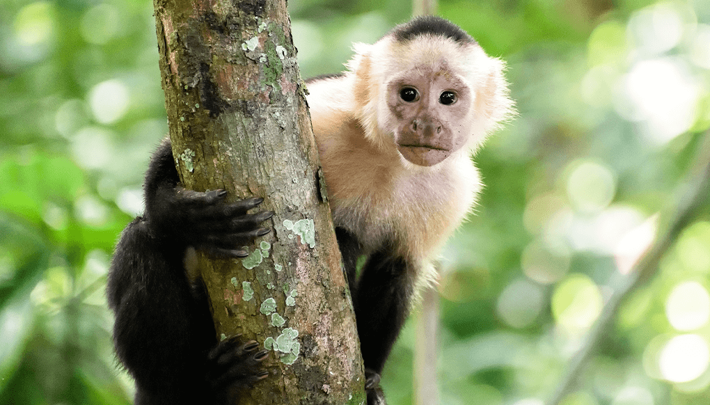 Caputchin monkey in a tree. 