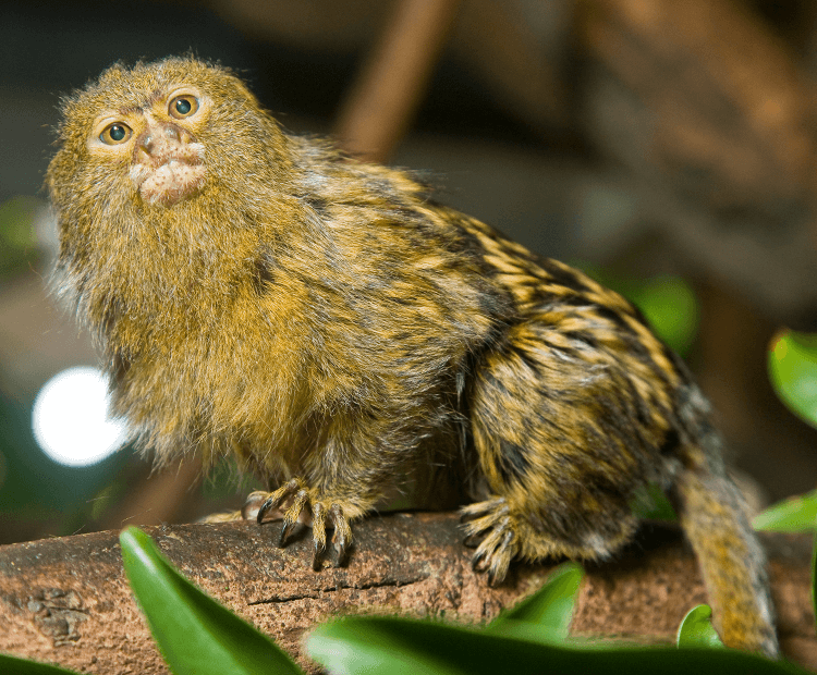 Marmoset