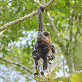 Mokey holding from a branch with its tail. 