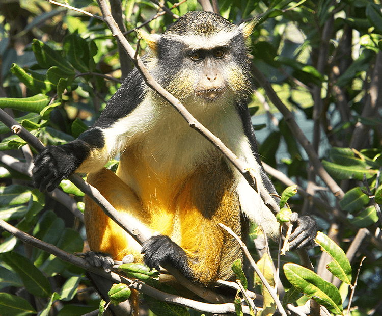 Monkey in a tree