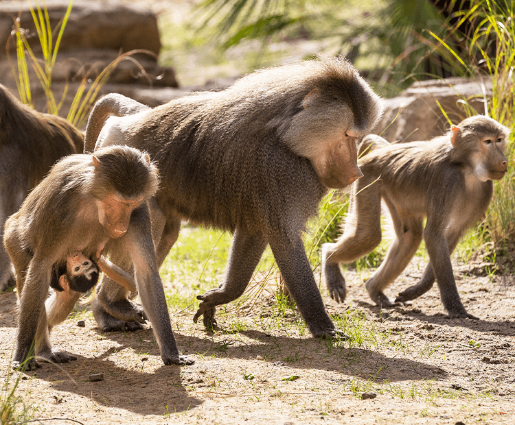 san diego safari park monkeys