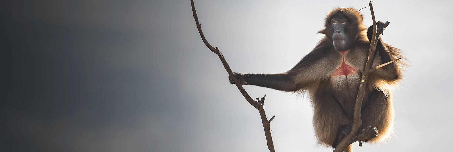 san diego safari park monkeys