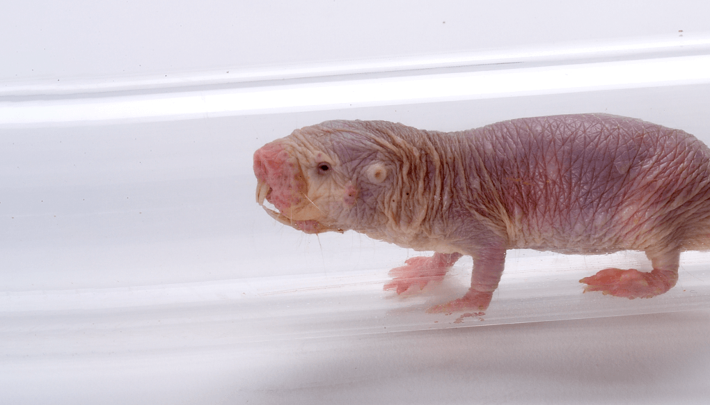 Naked mole rat in a burrow tube.