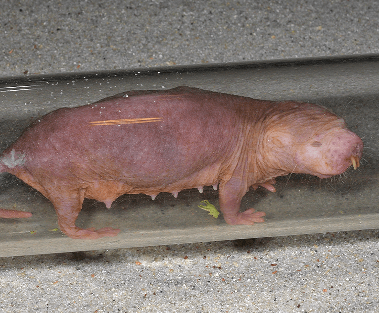 Naked mole rat queen.