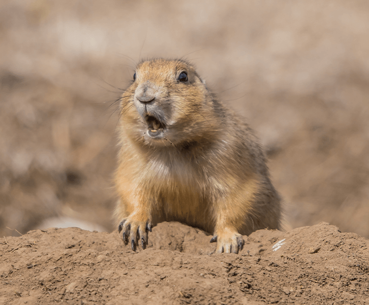 do prairie dogs live underground