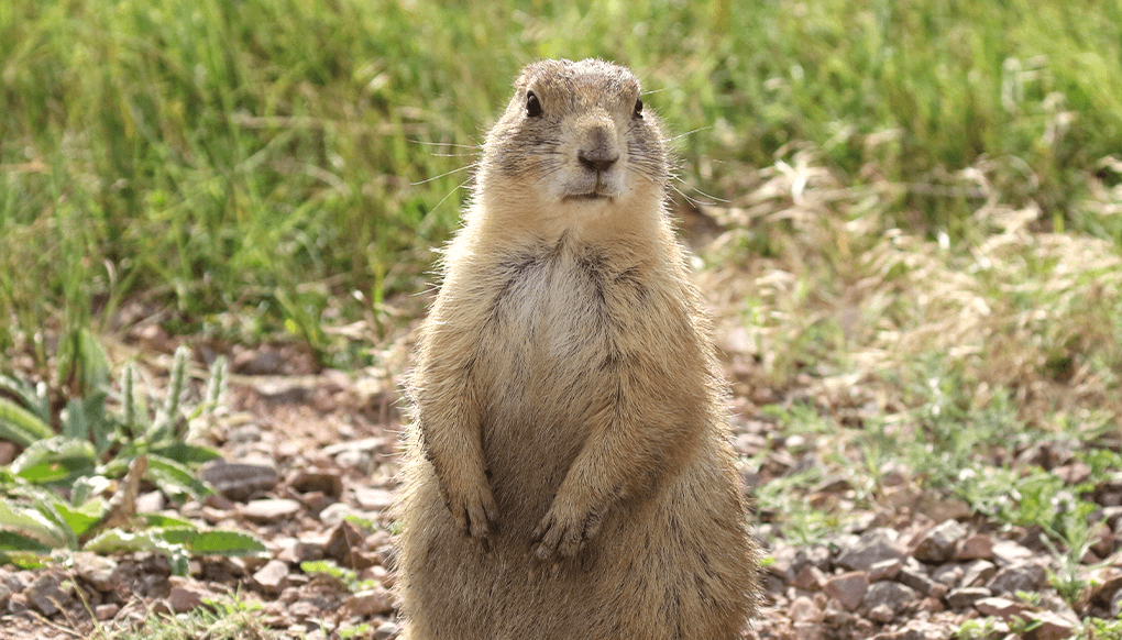 where are prairie dogs located