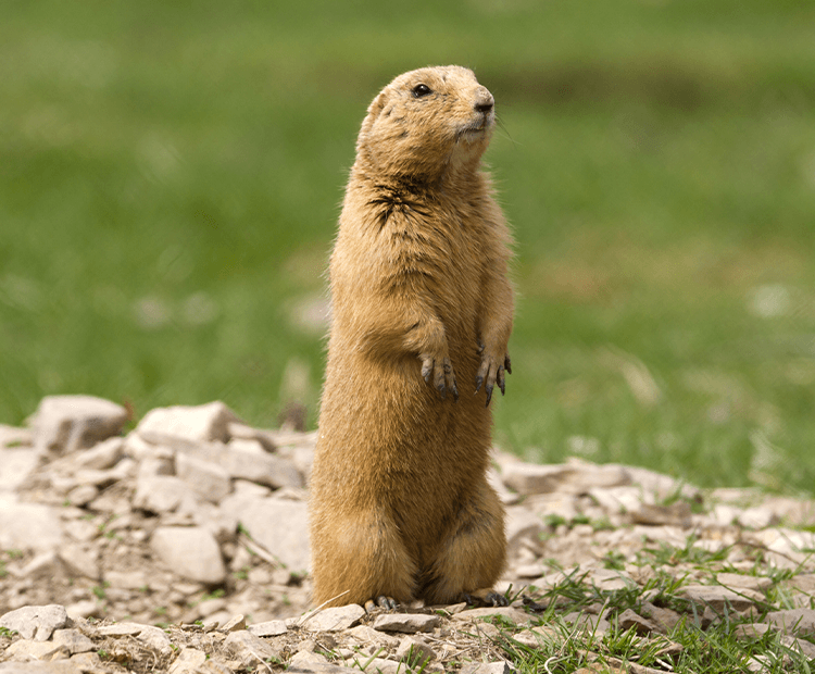 Prarie dog standing on lookout. 