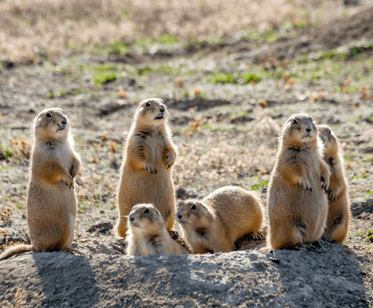 Group of prarrie dogs