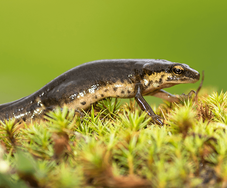 Newt standing on moss.