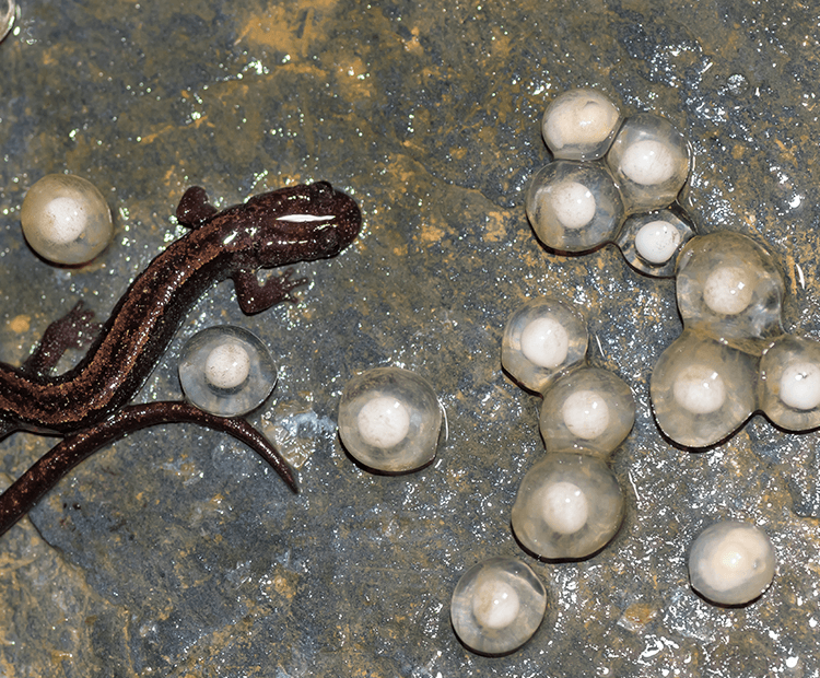 A salamander near its eggs. 