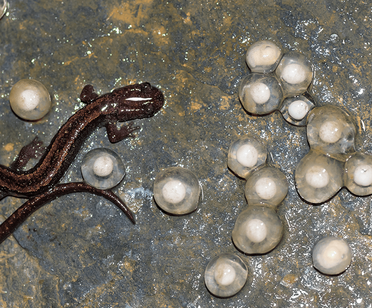 tiger salamander eggs