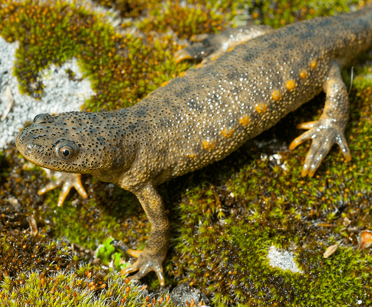 A salamander standing on a rock, highlighting the feet. 