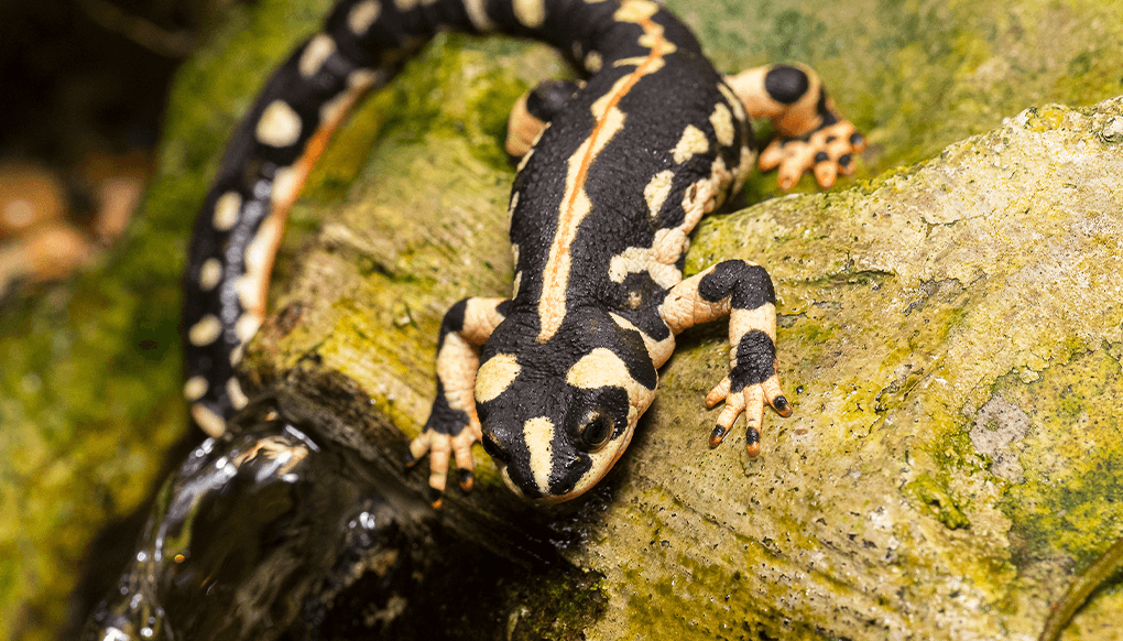 newt amphibian