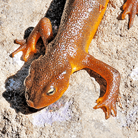 Salamander hugging a rock