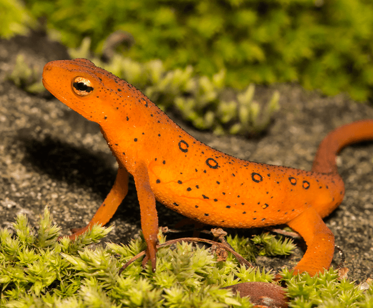 orange salamander poisonous