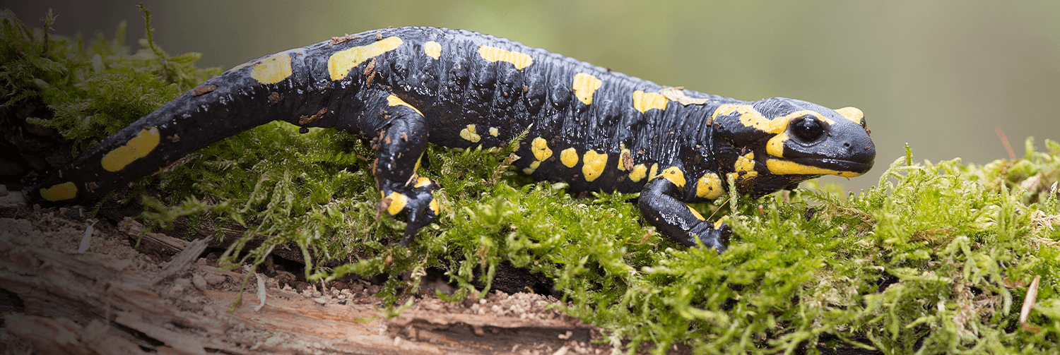 A newt standing on a mossy rock