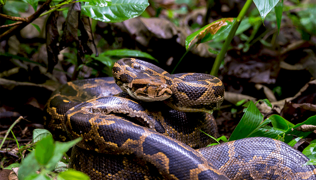 Snake coiled up in the jungle. 