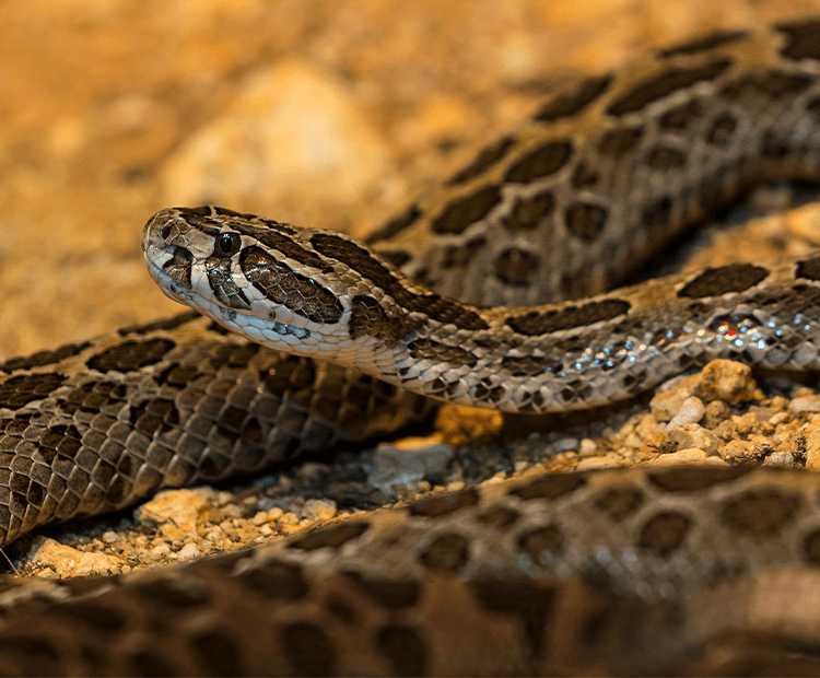 Closeup of snake showing scales