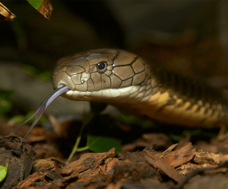 Snake sticking out tounge. 
