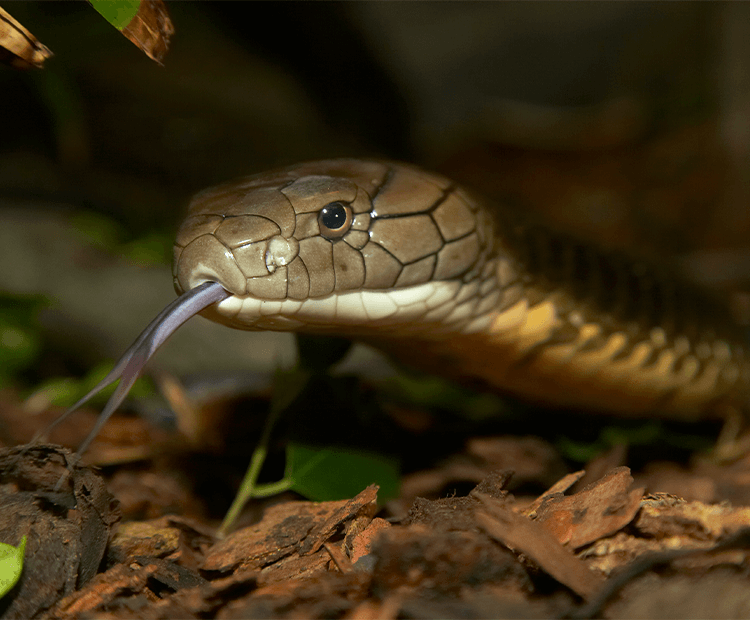 King Cobra  San Diego Zoo