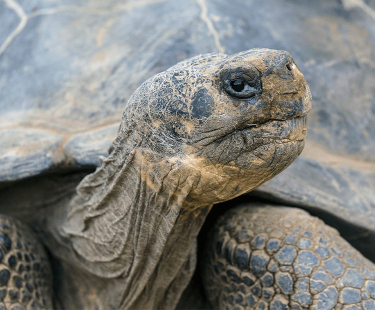 Close-up of Galapagos tortoise