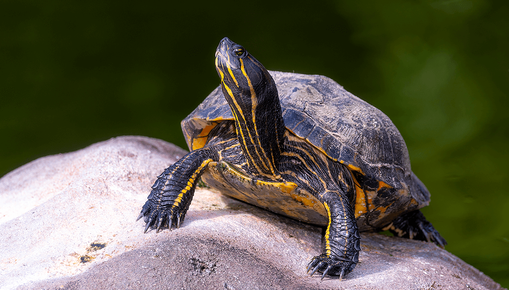 Turtle standing on a rock looking up. 