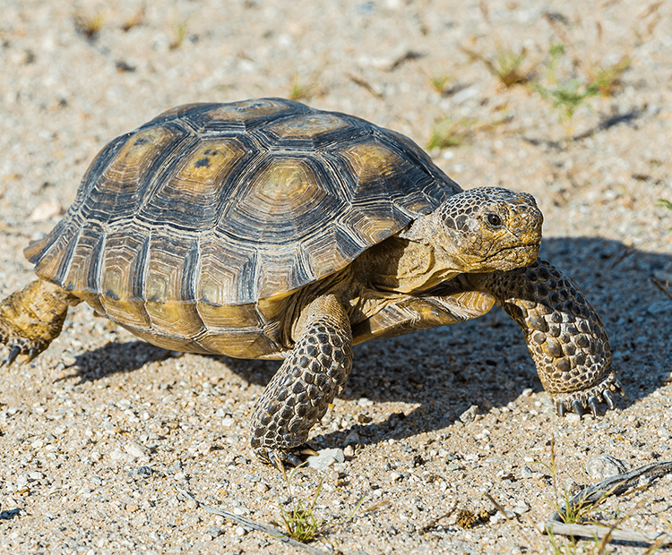 Tortoise in the desert.