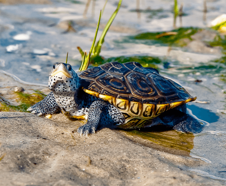 Terrapin on a river bank. 
