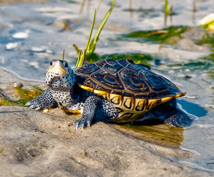 Pet Tortoises Water