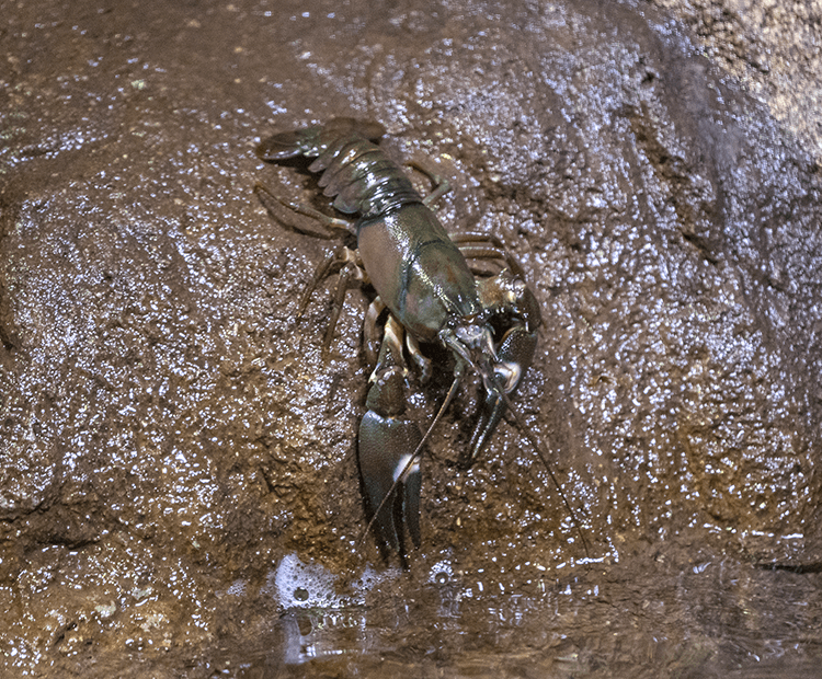 Crayfish