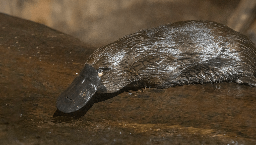 Platypus sitting on log