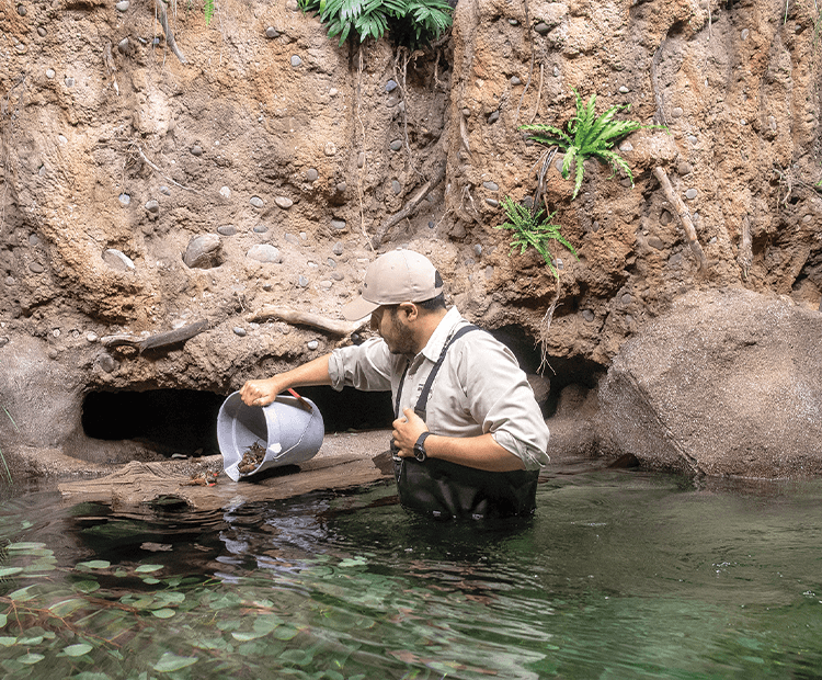 Safari Park staff adding crayfish to the platypus pond