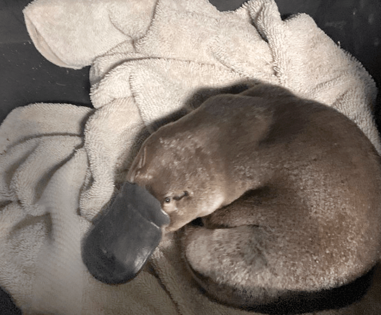 Platypus sleeping