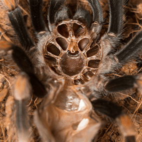Spider's shedded exoskeleton