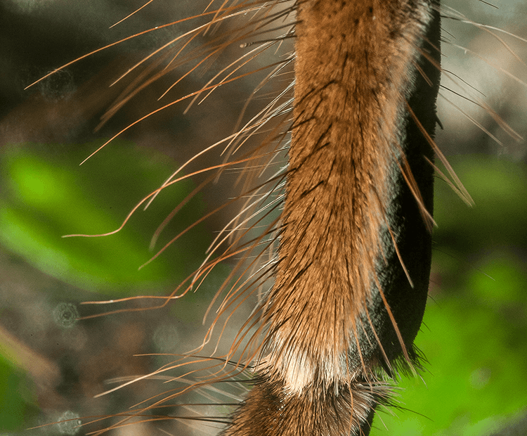 Hairy leg of bird-eating spider. 