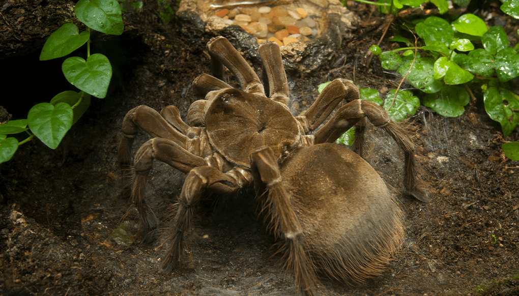 Top 10 Biggest Spiders in the World - Goliath bird-eating spider