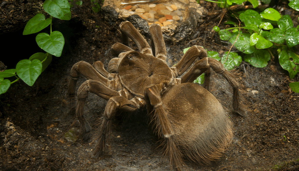 tarantula eating lizard