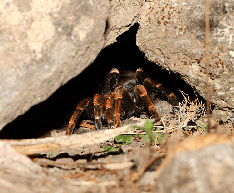 Spider at the enterance to its cave. 