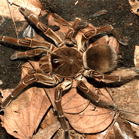 Goliath bird-eating spider with 8 legs