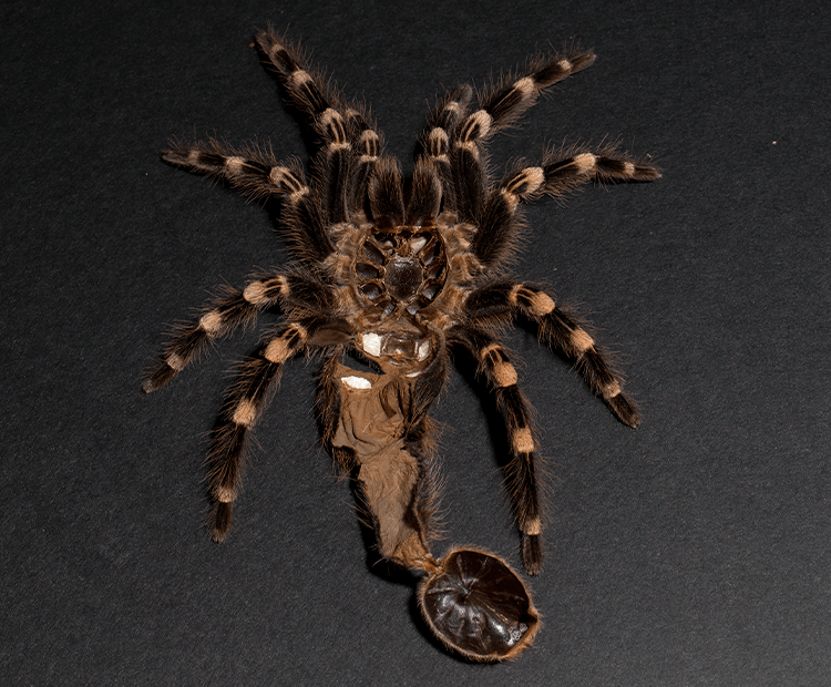 Spider shedding its exoskeleton