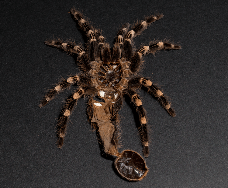 goliath tarantula eating a bird