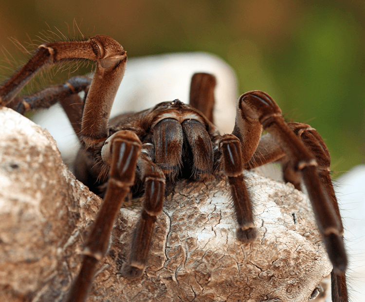 Goliath bird-eating spider spiderling