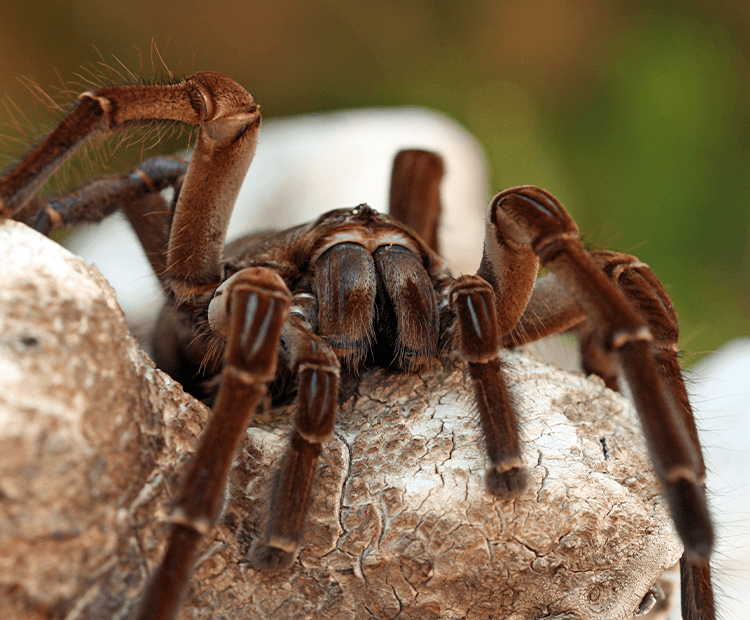 tarantula eating a bird