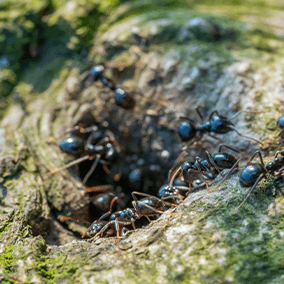 Ant hole entrance in a plant. 