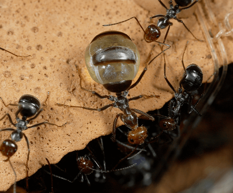 Ants eating from replete honeypot ant with swollen abdomen